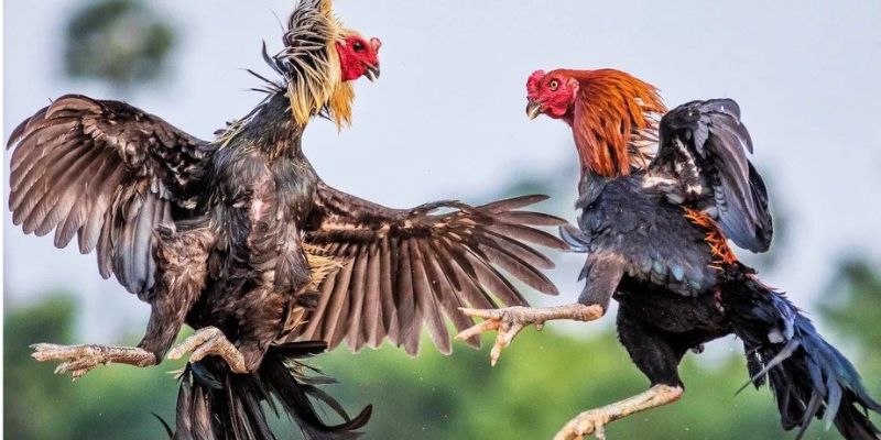 Các giải đá gà tre Việt Nam rất đa dạng