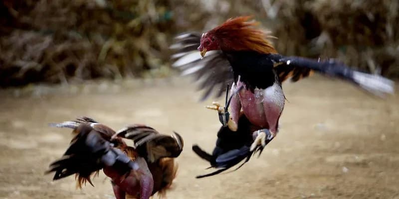 Chọi gà cựa dao mang đến những trải nghiệm mãn nhãn nhất