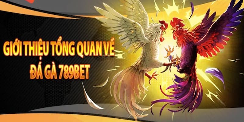 Đá gà 789bet điểm dừng chân lý tưởng cho thành viên tham gigia