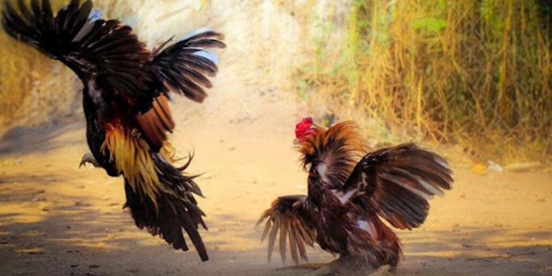 Giới thiệu cơ bản về đá gà siêu kinh điển.