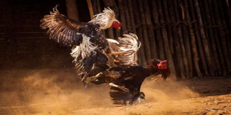 Các loại hình đá gà hấp dẫn tại sảnh cược.
