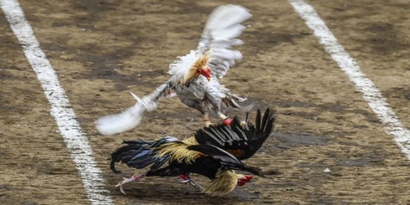 Ưu điểm nổi bật của sảnh đá gà kinh điển.